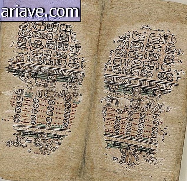 Mayan Codex