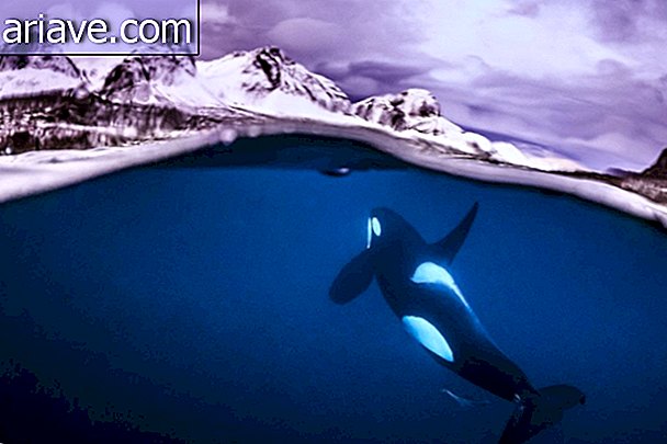 Orcas en Noruega