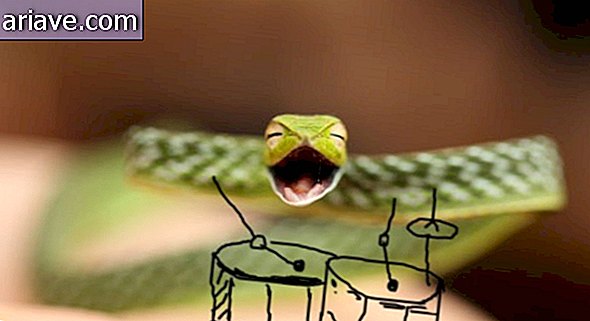 Змија бубњар