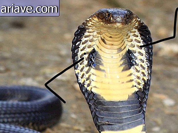 Serpiente india