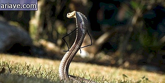 Kígyó modell
