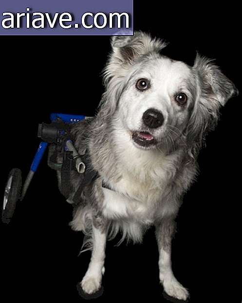Vammainen koira