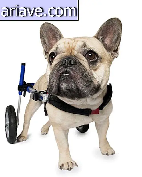 Perro en la silla de ruedas