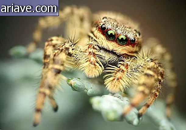Photogenic spider