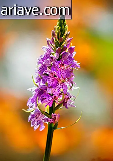 Vaaleanpunainen orkidea