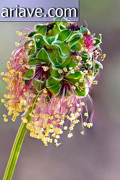 Natural bouquet