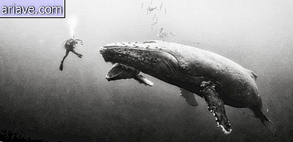 Svømning med hvaler