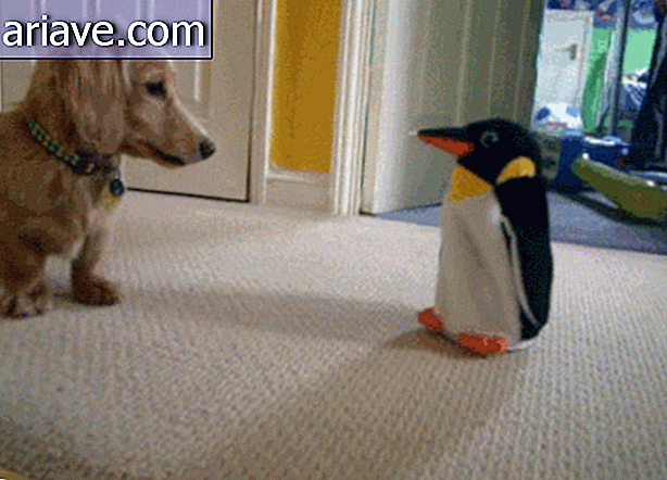 สุนัขกำลังเล่นกับนกเพนกวิน