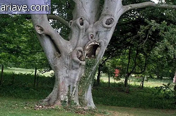ต้นไม้ที่น่ากลัว
