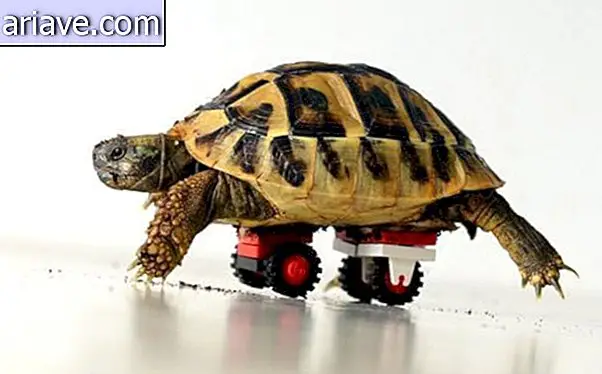 Lego-prothese: schildpad had wielen in de schaal geïmplanteerd