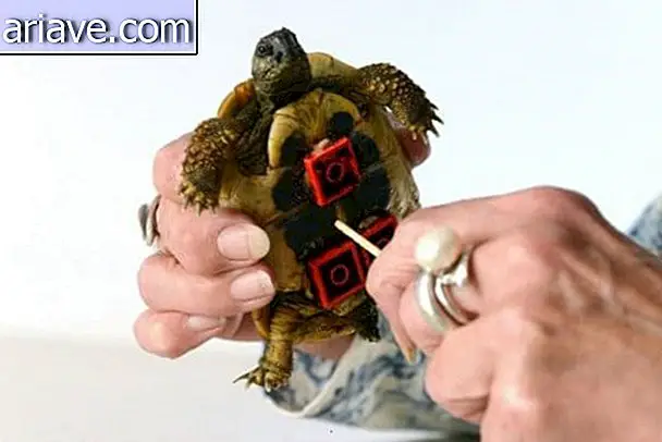 Lego Prosthesis: kura-kura memiliki caster yang ditanam di kulit