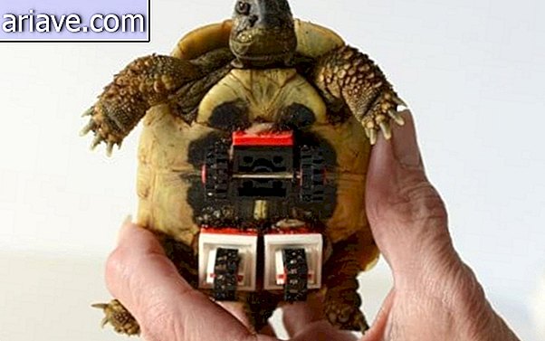 Lego Prosthesis: kura-kura memiliki caster yang ditanam di kulit
