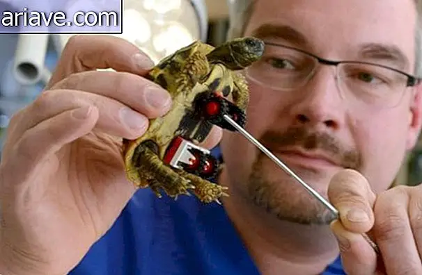 Протез Lego: черепахе имплантировали в раковину ролики
