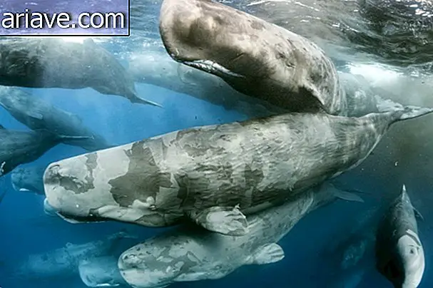 Balenă de spermă