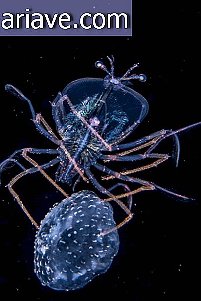 meduză