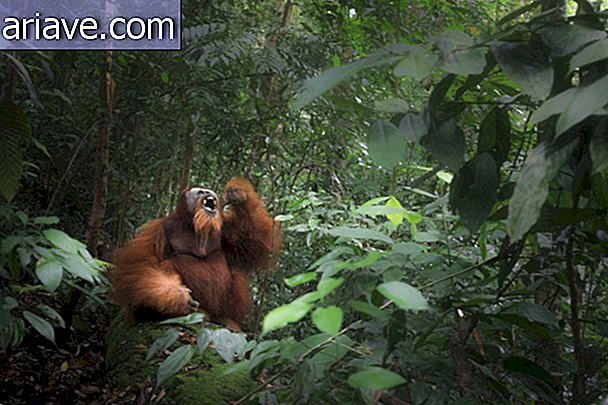 Orangutan di Sumatra