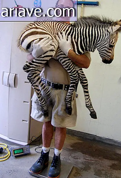 Zebra yavrusu