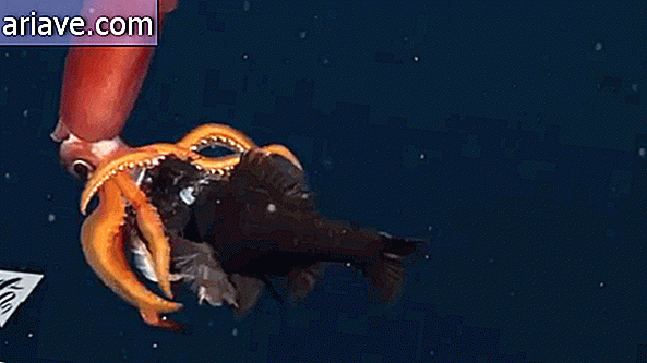 Calamar devorando pescado