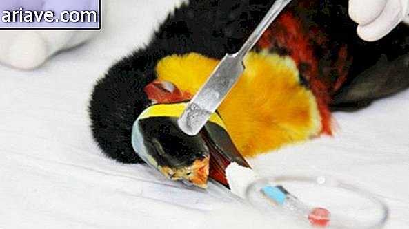 V Brazílii získal Toucan 3D tlačenú bradavkovú protézu [video]