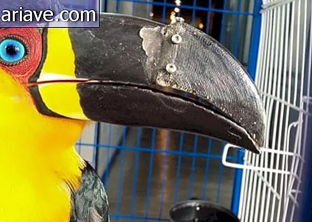 In Brazil, toucan wins 3D printed nipple prosthesis [video]