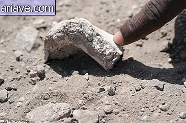 Lucys 3, 5 Millionen Jahre alter Nachbar wird in Äthiopien gefunden
