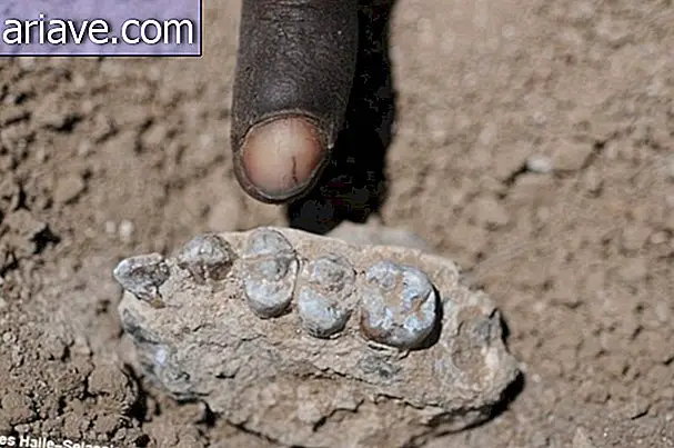Lucys 3, 5 Millionen Jahre alter Nachbar wird in Äthiopien gefunden
