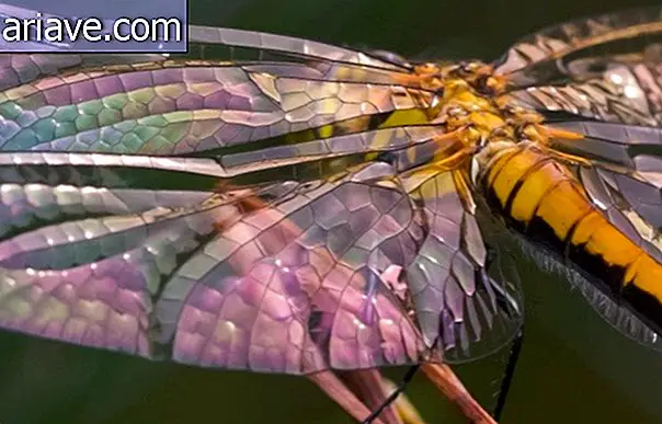 Essai de 10 photos montre la beauté des libellules