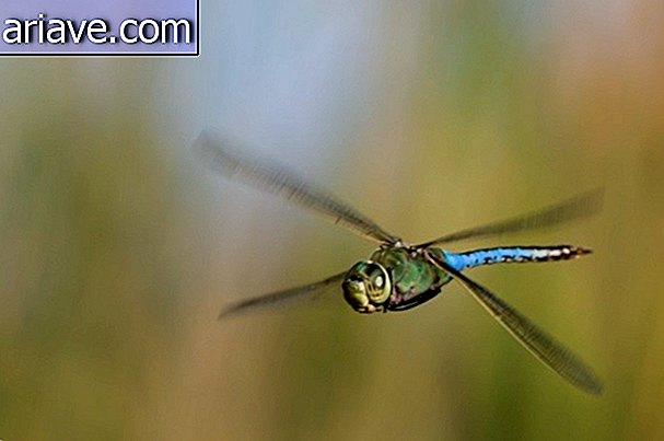 Ipinapakita ng 10-photo essay ang kagandahan ng mga dragonflies
