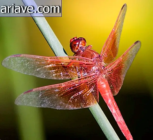 Ensayo de 10 fotos muestra la belleza de las libélulas