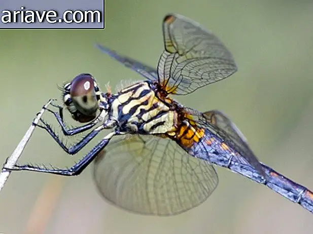10-valokuva essee osoittaa sudenkorentojen kauneuden