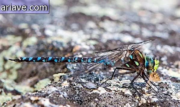 Ang mga species ng Dragonfly ay nagpapakain sa isang tangkay