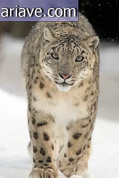 snežni leopard