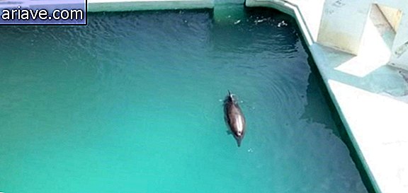 Delfín abandonado