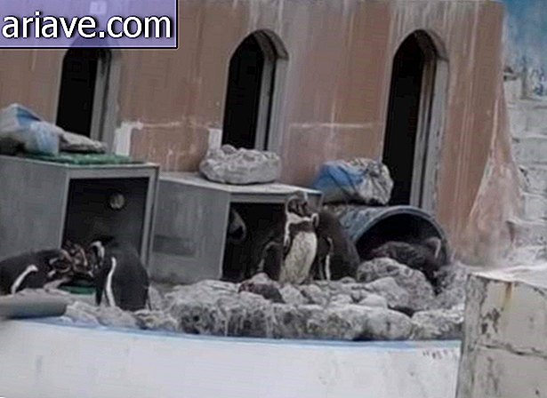 Pingüinos abandonados