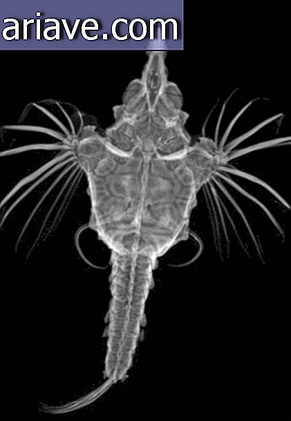 Vaadake ookeanides elavate hämmastavate olendite röntgenpilti [galerii]