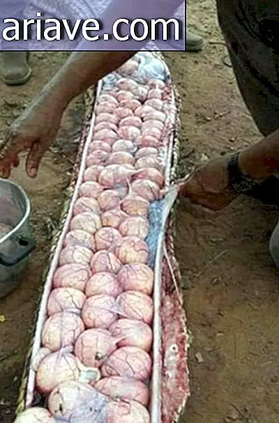 Farmers kill "fat" snake and find out it was full of eggs