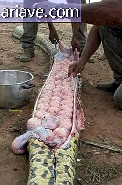 Farmers kill "fat" snake and find out it was full of eggs