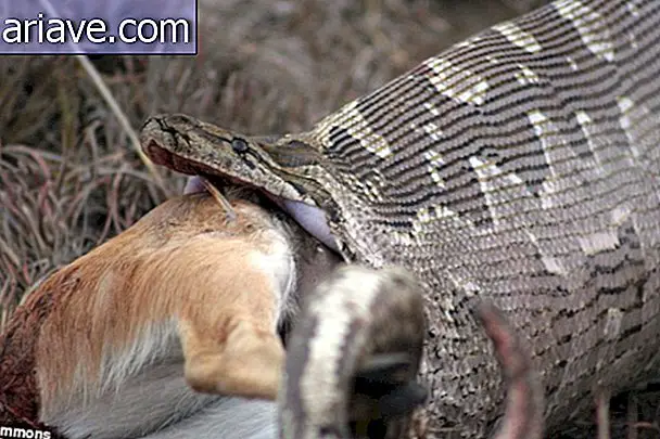 Viljelijät tappavat "rasvan" käärmeen ja selvisivät sen olevan täynnä munia