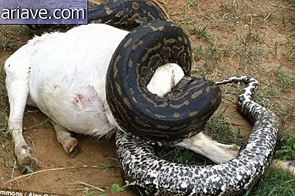 Viljelijät tappavat "rasvan" käärmeen ja selvisivät sen olevan täynnä munia
