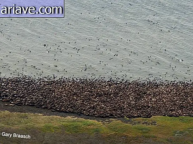 Tausende Walrosse haben sich in Alaska versammelt, und das ist nicht gut [Galerie]