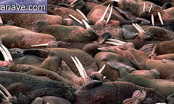Tausende Walrosse haben sich in Alaska versammelt, und das ist nicht gut [Galerie]