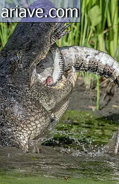 Alligator eats alligator