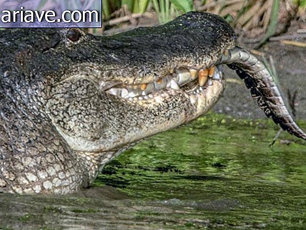 Alligaator sööb alligaatorit