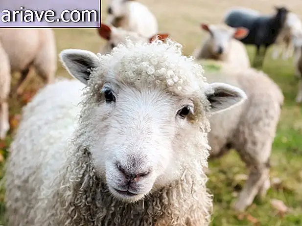 Милые овцы