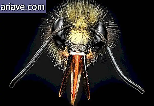 Pszczoła z rodzaju Bombus.