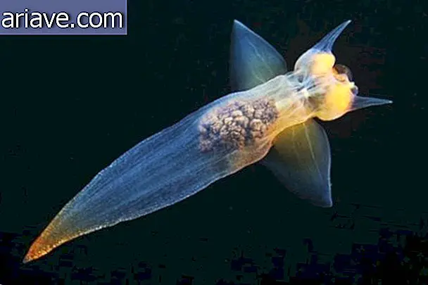Zdjęcia pokazują niemal obce zwierzęta zamieszkujące głębiny oceanu