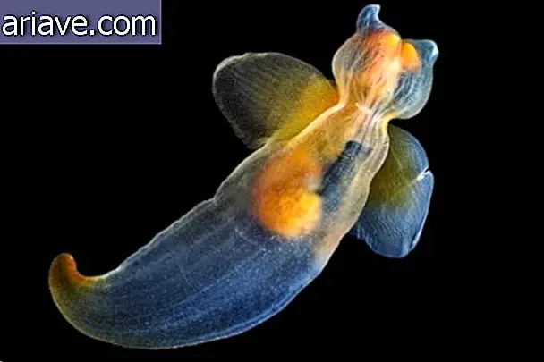 Фотографии показывают почти инопланетных животных, которые обитают в глубинах океана
