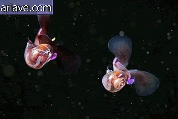 Zdjęcia pokazują niemal obce zwierzęta zamieszkujące głębiny oceanu