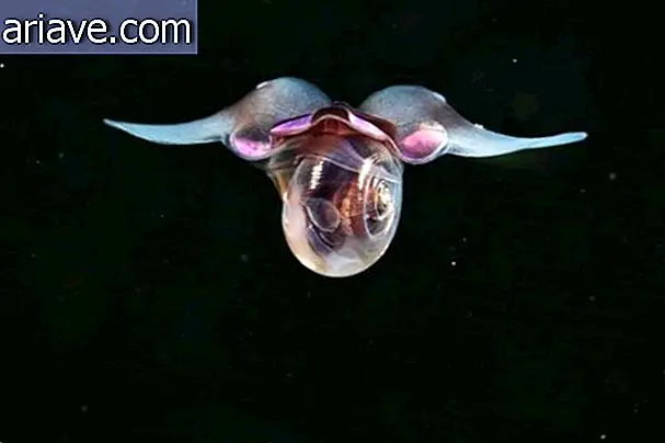 Фотографии показывают почти инопланетных животных, которые обитают в глубинах океана