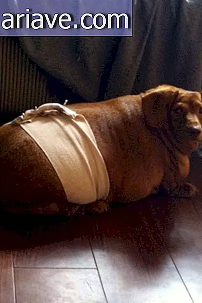 Faceți cunoștință cu micuțul dachshund Dennis care a continuat dieta pentru a pierde 20 kg